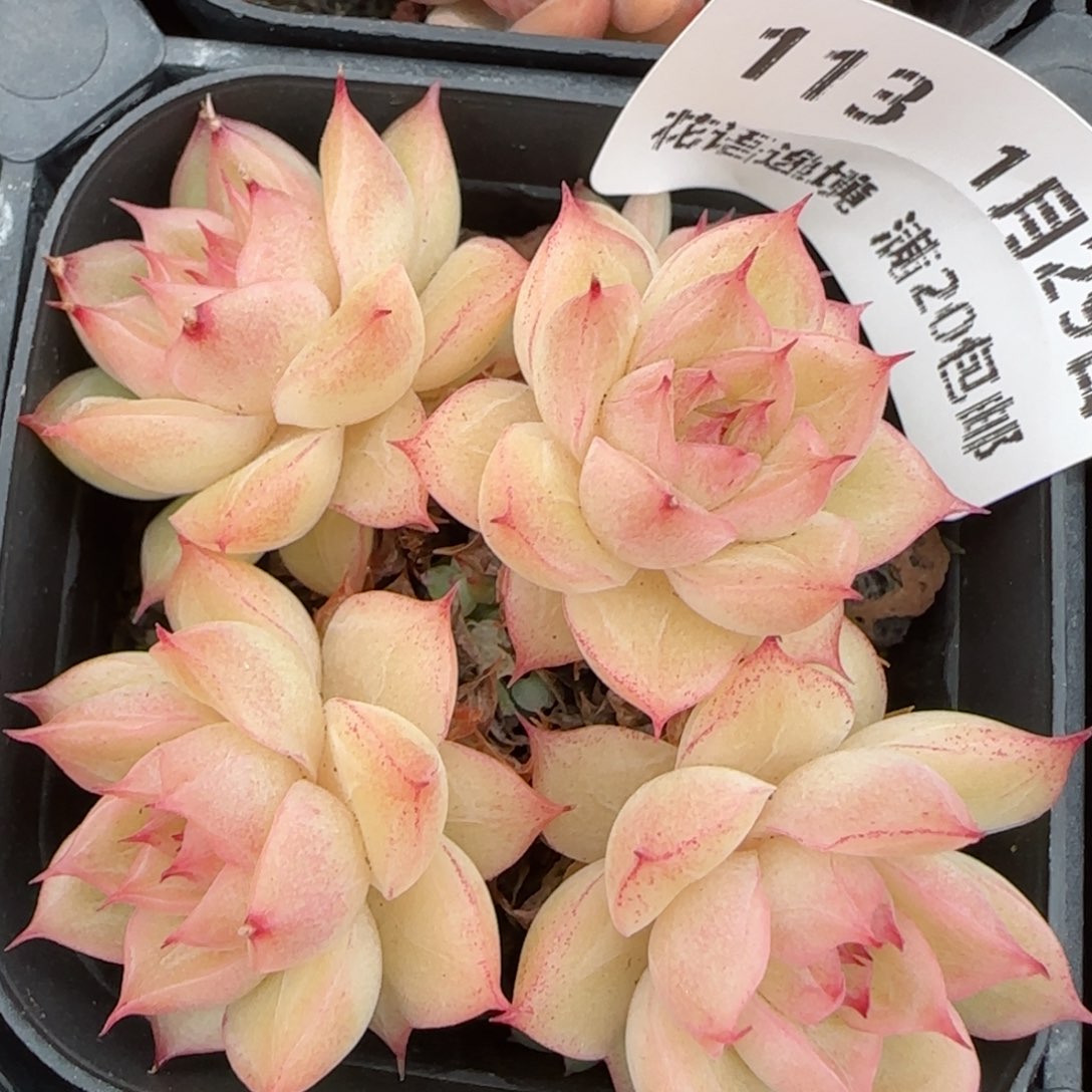 花语逸镜0129-113