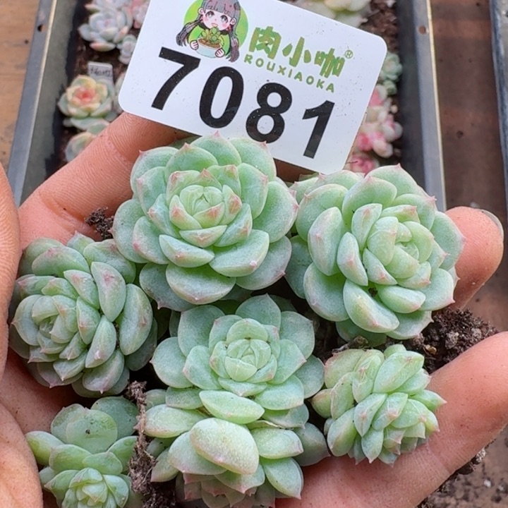 多肉植物多肉植物