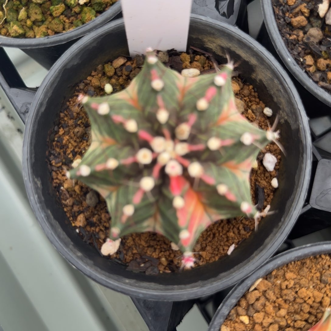 141-0213实生脱土发多肉