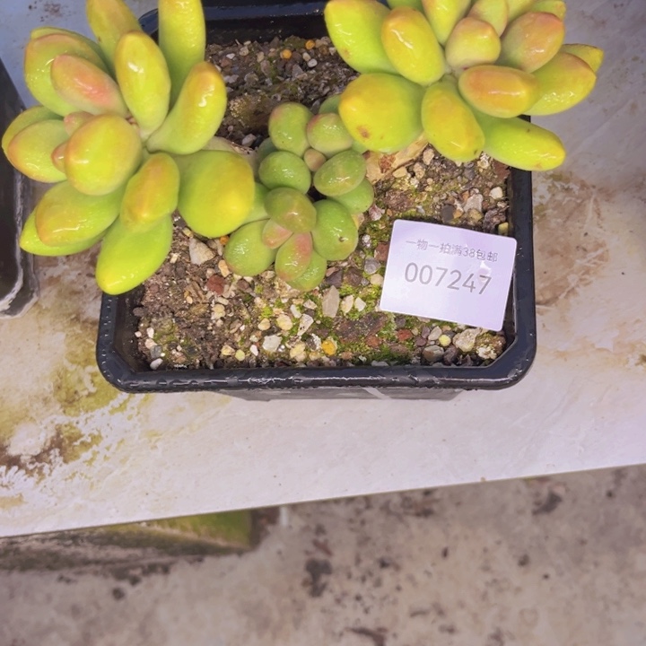 你***贝多肉一物一拍7247