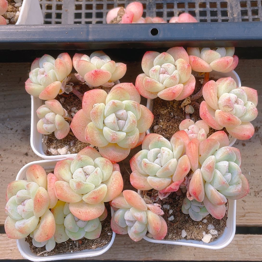 4 头杆子冰玉盆不包整一个满25包邮