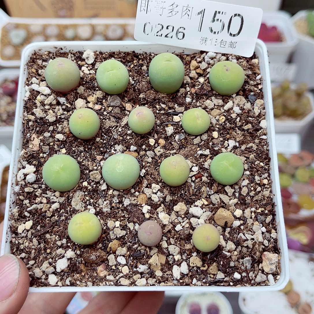 郎哥多少生石花26-150