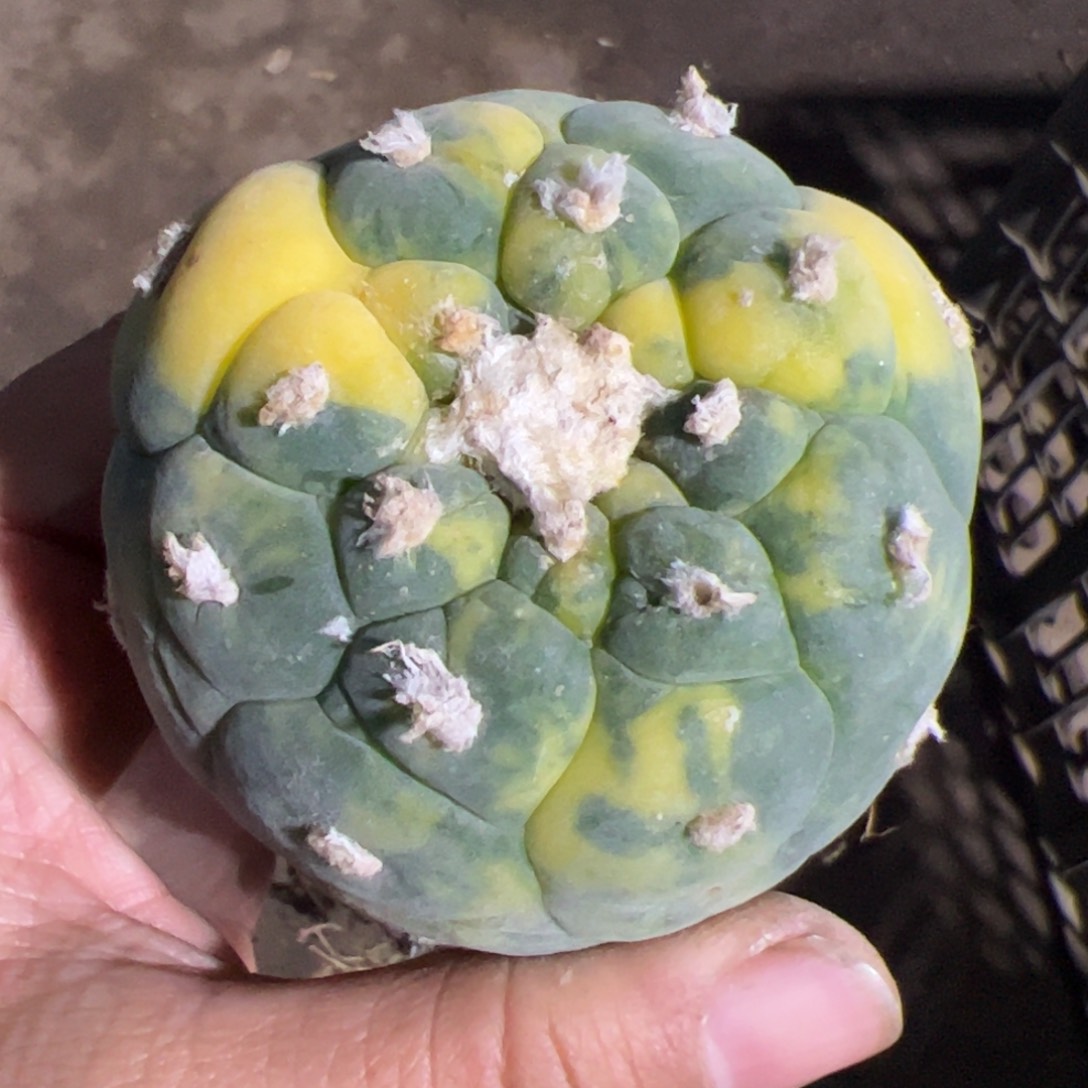 苗接大尤仙锦仙人球615