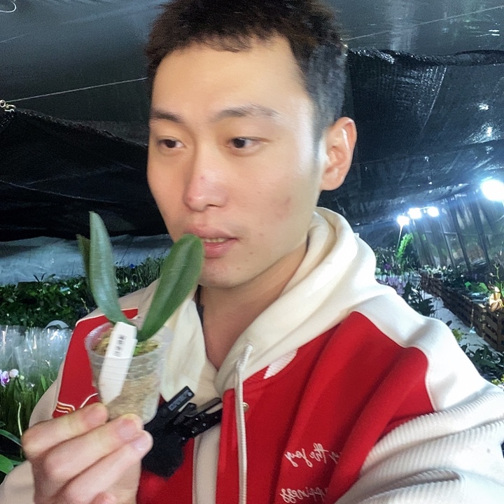 无花朵蜜柑蝴蝶兰