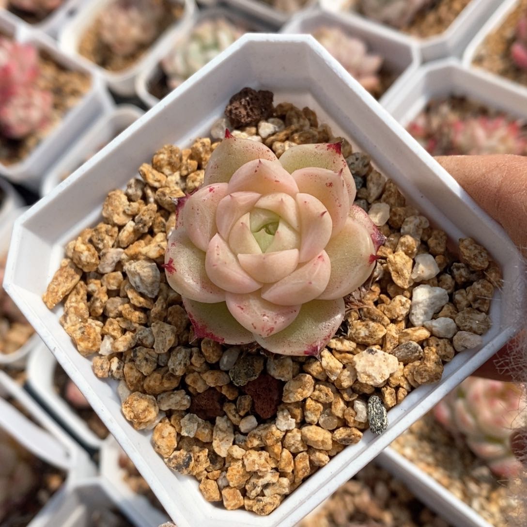 精品多肉一物拍不包整122