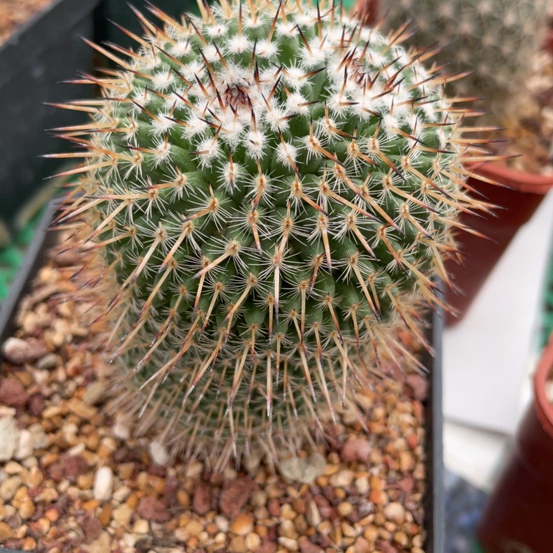 鹿角柱实生仙人球白王杂交