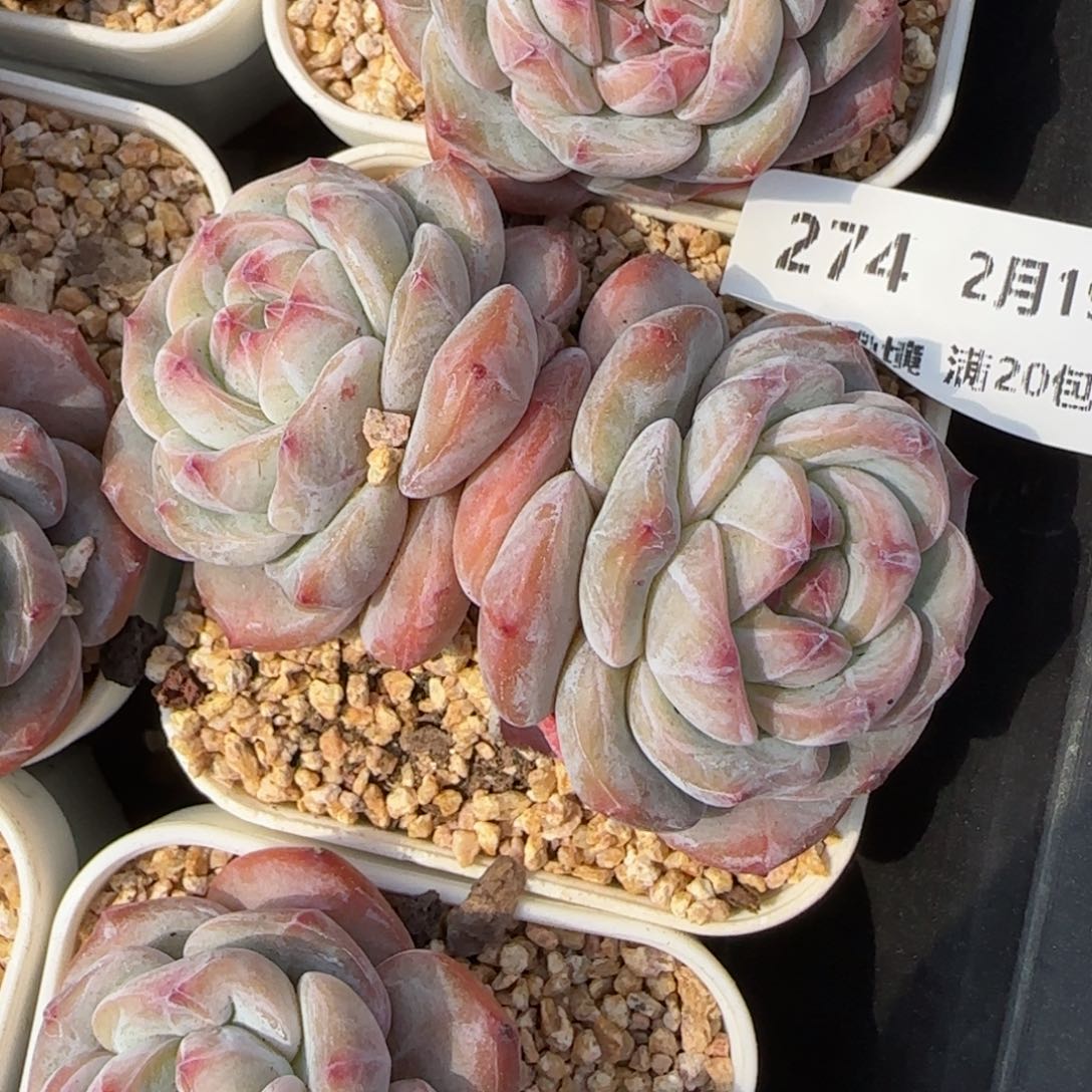 花语逸境0219-274