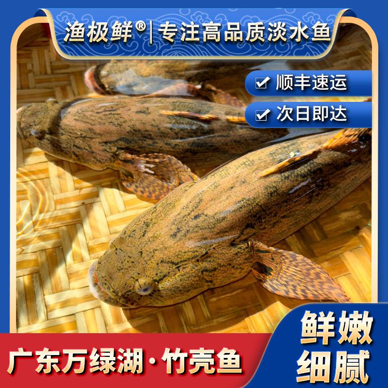 【渔极鲜】万绿湖笋壳鱼-小竹壳清蒸肉嫩呆子虎头淡水新鲜活发顺丰