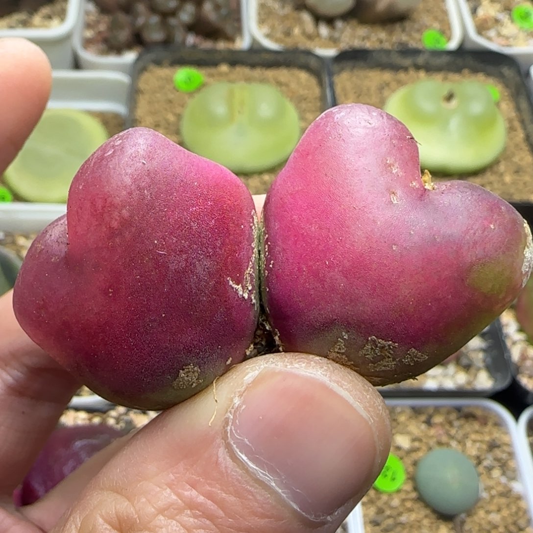 大双头漂亮多肉植物106