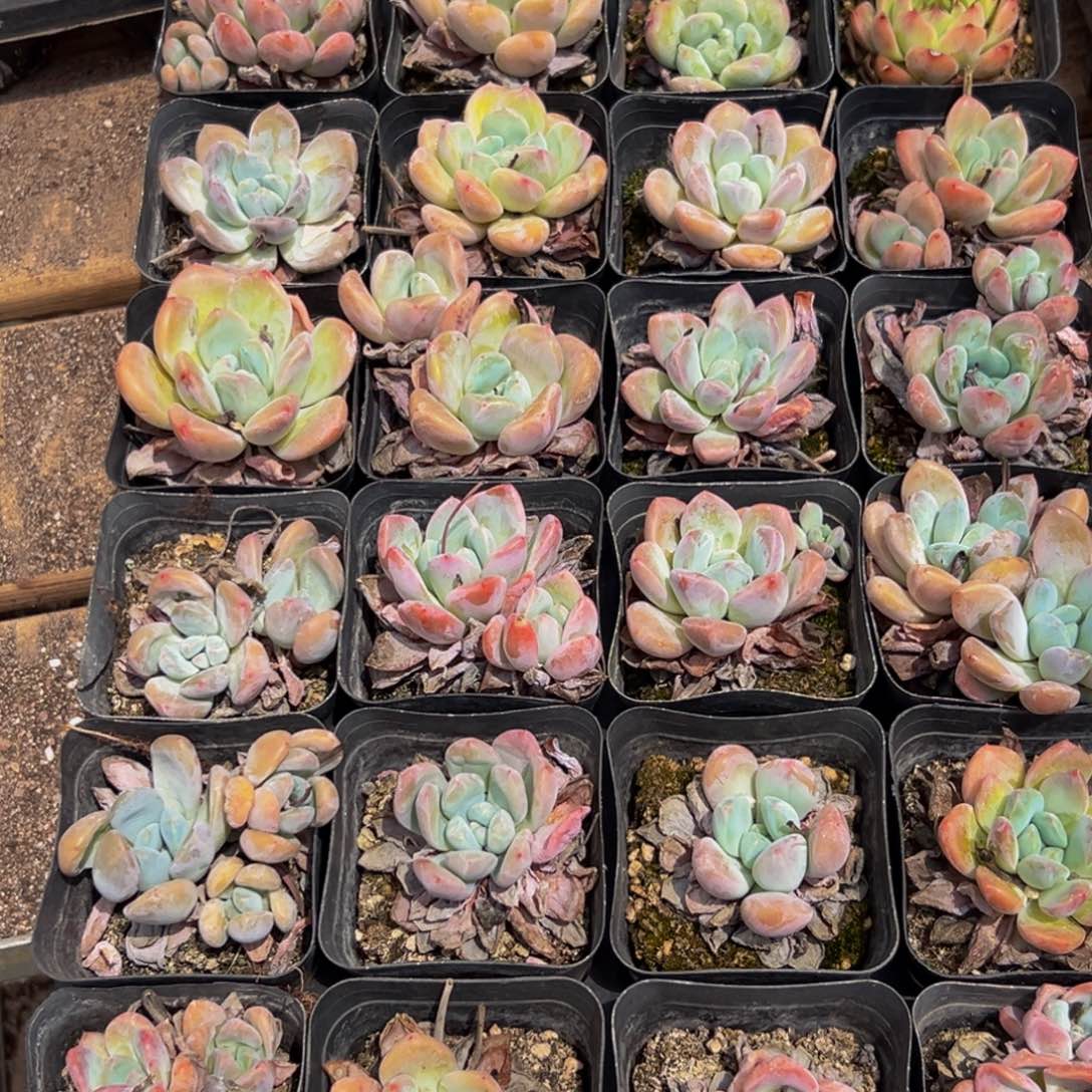 429的最后一个小时了还没