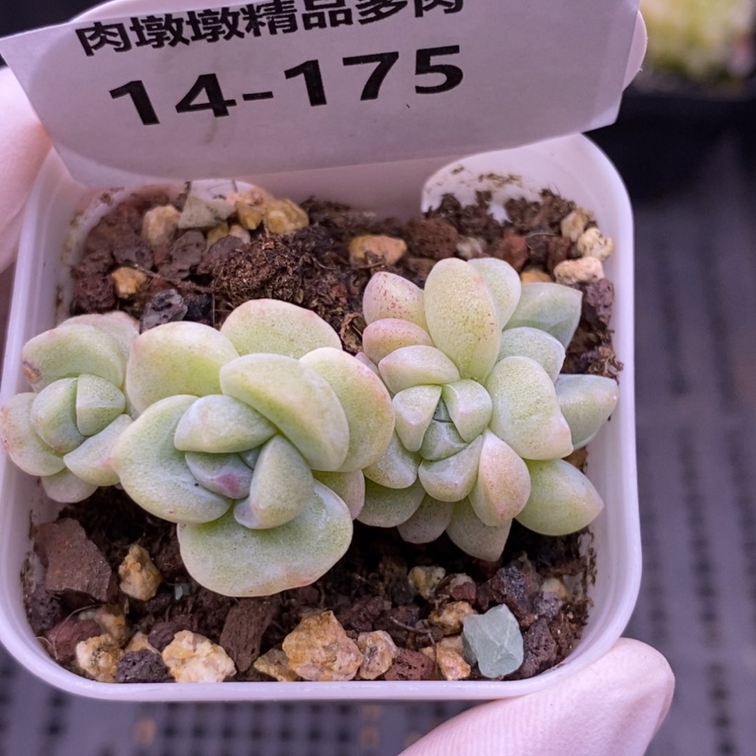 【闪购商品】14-175