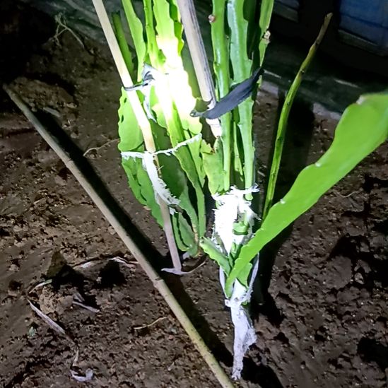 丹***儿完全开放令箭何花1057号