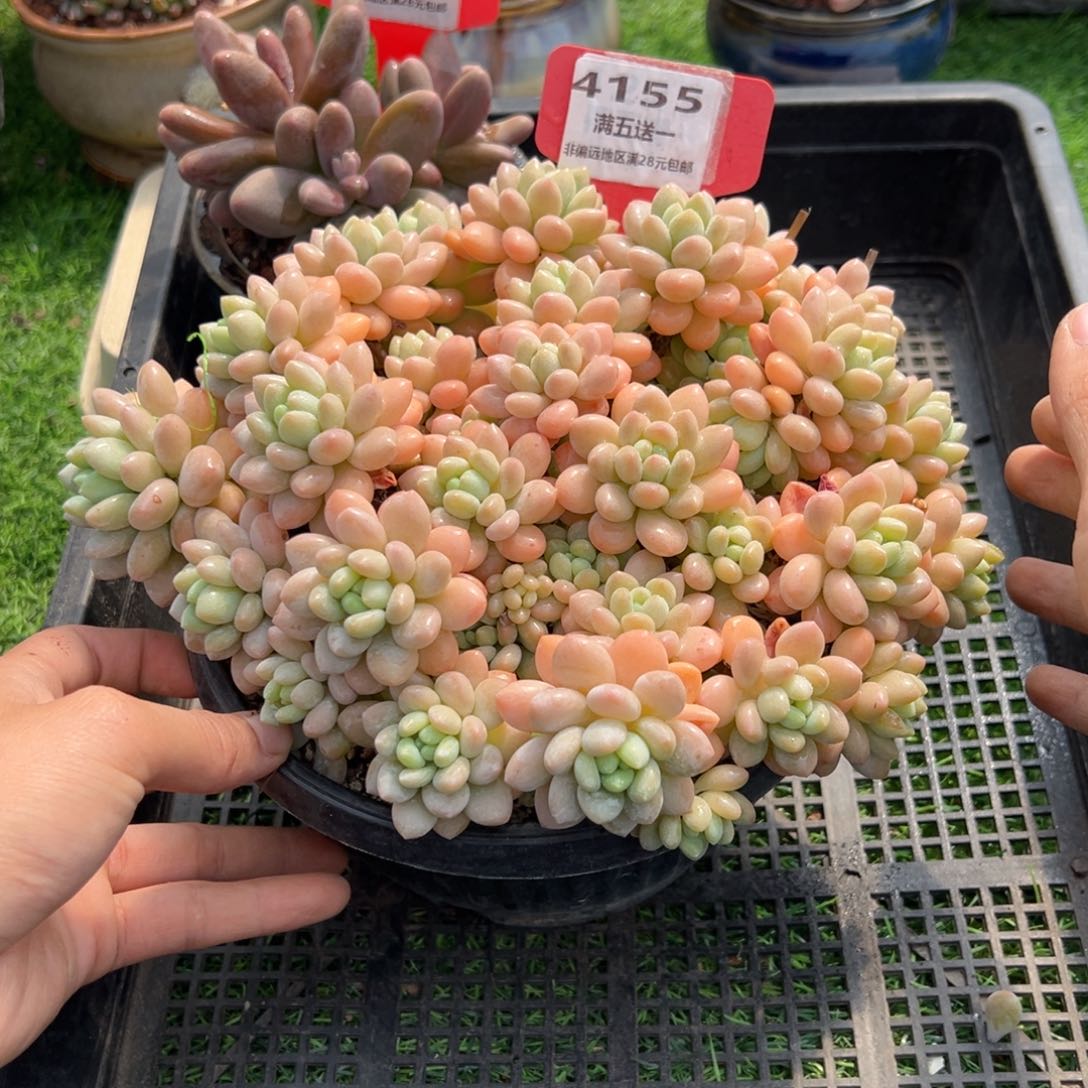 表妹精品多肉4155.