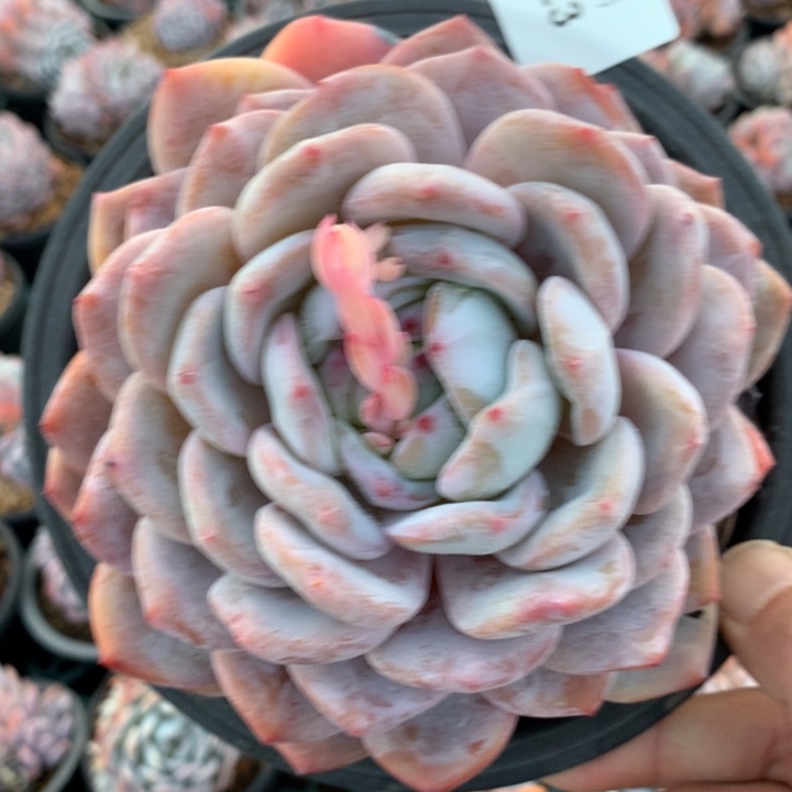 13号下午，1323一颗