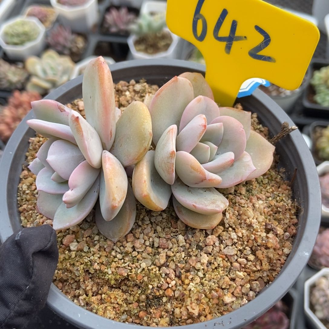 642奶茶多肉植物保护