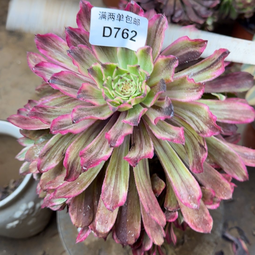 762超模法师多肉