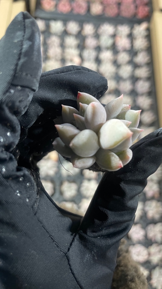 66所罗门多肉植物2颗