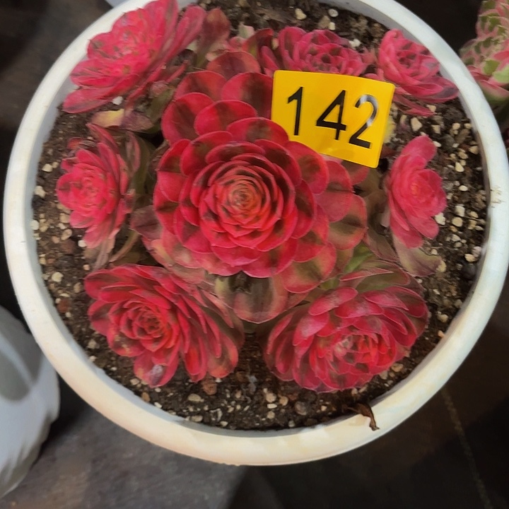 多肉植物福利142