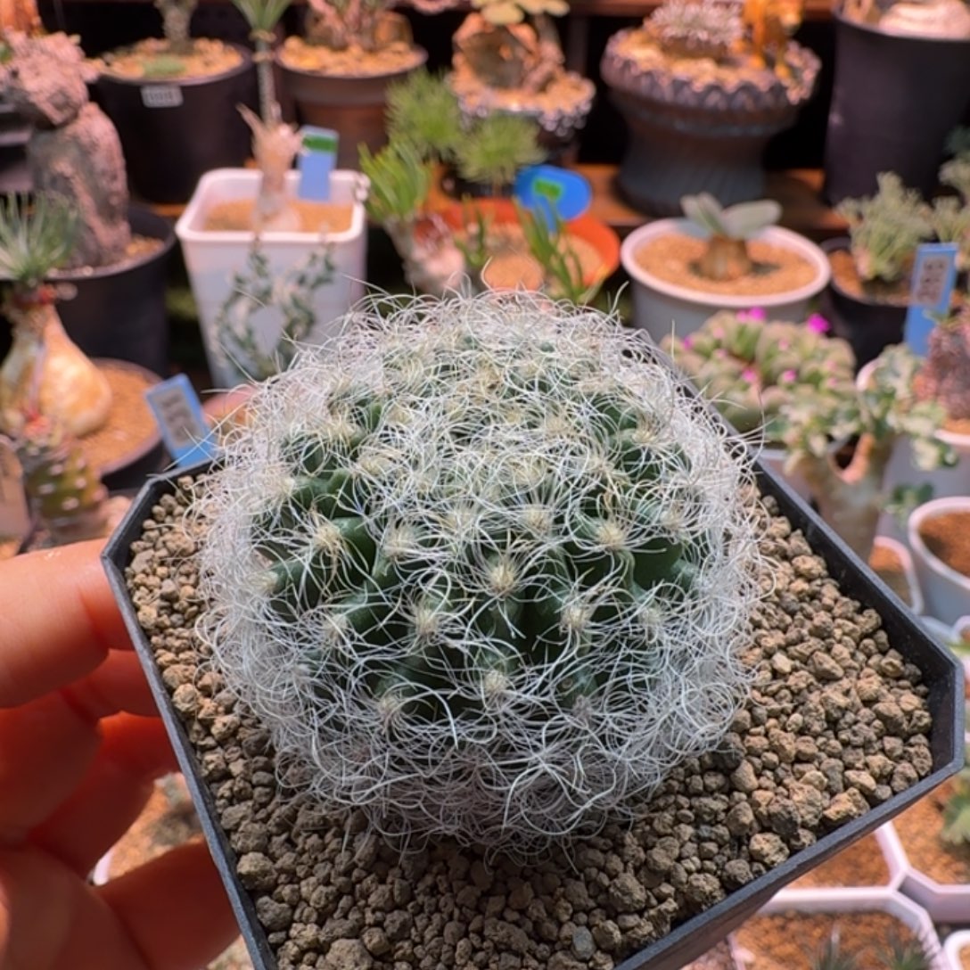 银翁玉800 仙人球