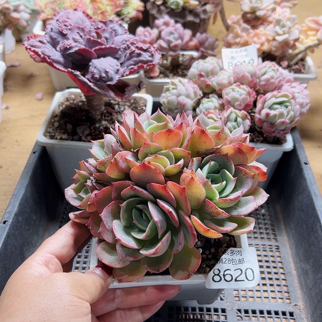 9号多肉一物一拍8620