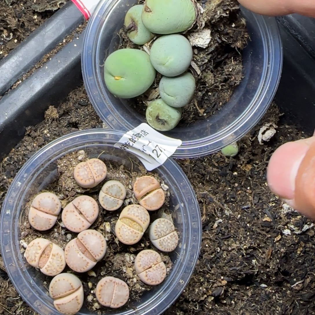 阑***雨1279。默认脱土。18包邮。偏远88包邮