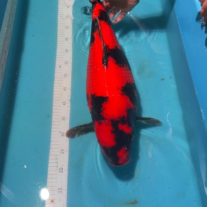 海水鱼飞写专拍链接