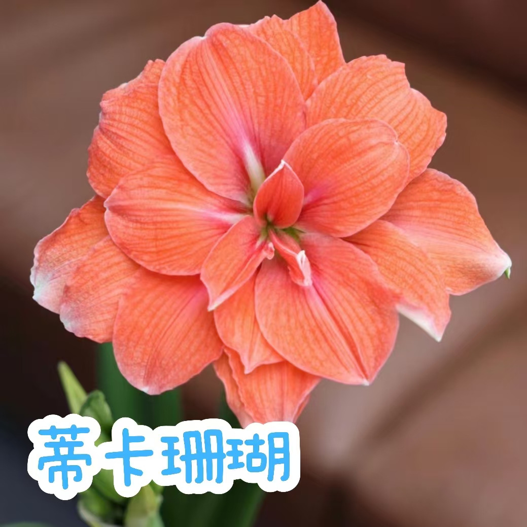 【蒂卡珊瑚】朱顶红秘鲁荷兰重瓣种球大花浓香室内盆栽四季开花植物