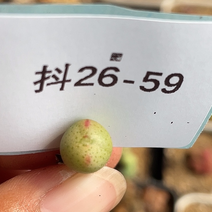 26-59肉锥多肉植物