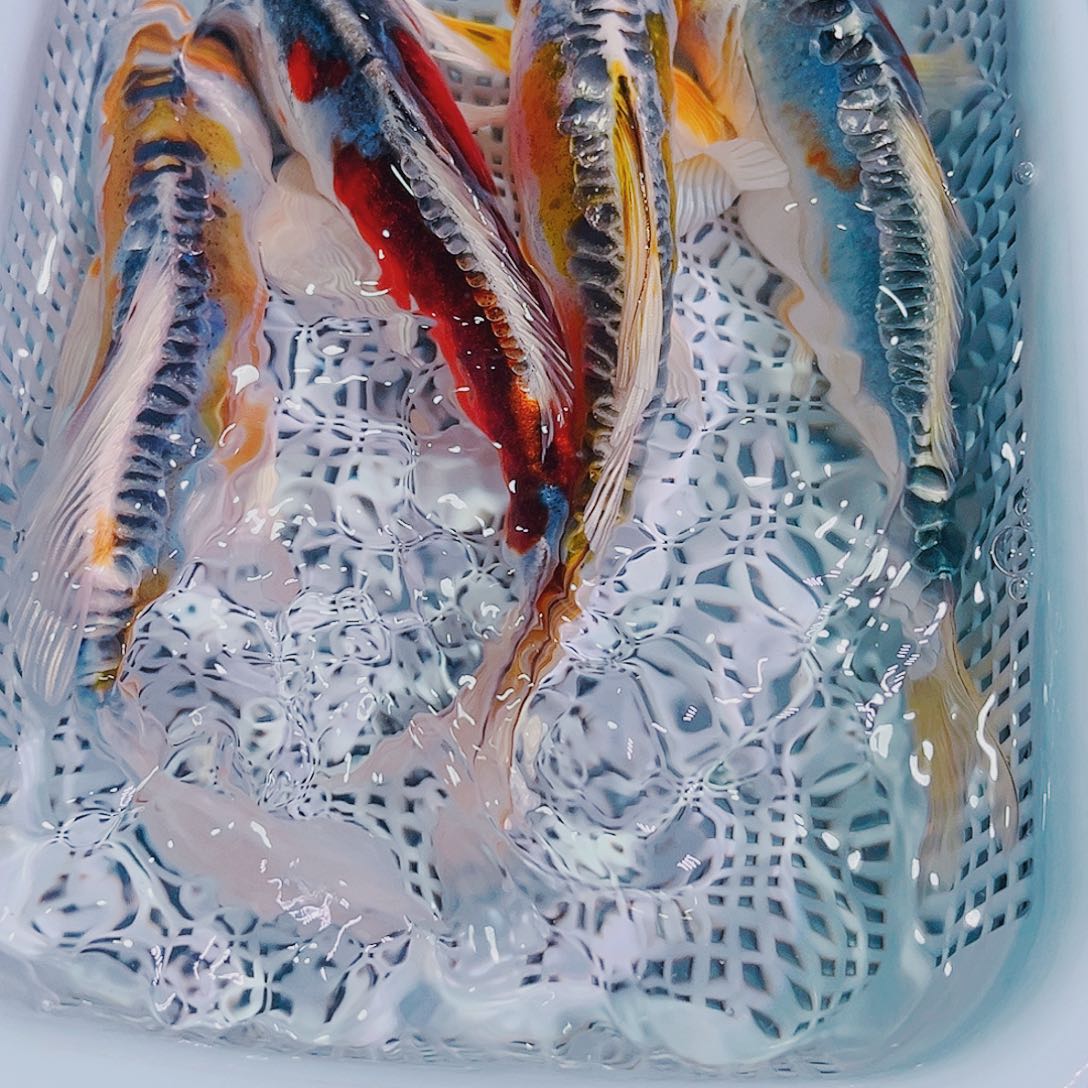 锦鲤锦鲤冷水观赏鱼146