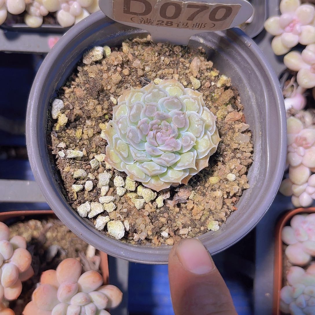 D070留财一物一拍