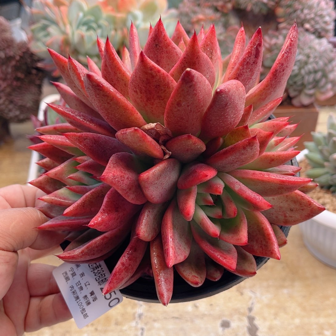 250阿姆斯壮德华多肉
