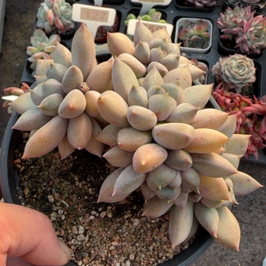 5和象牙多肉植物多