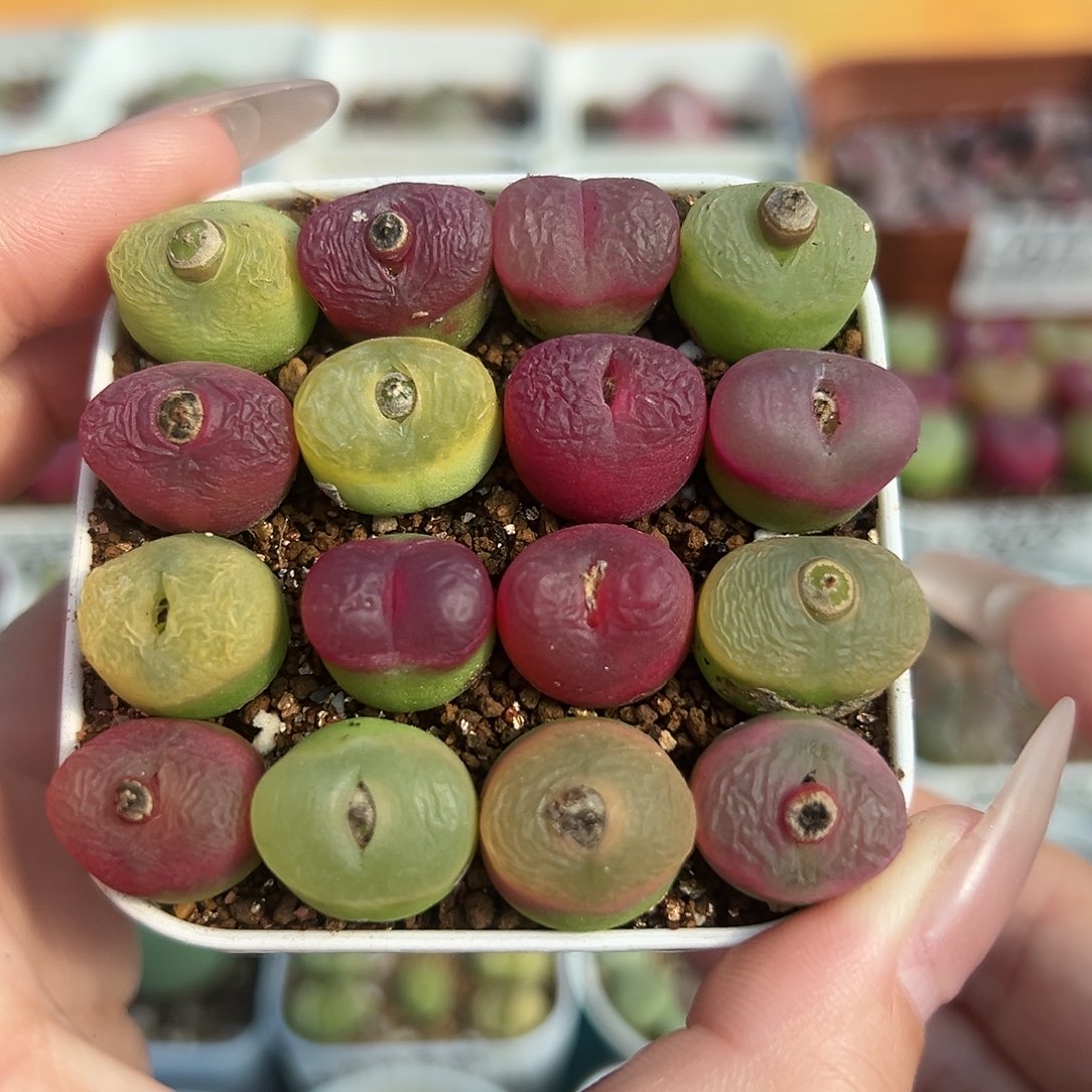 003毛汉尼裸根发货