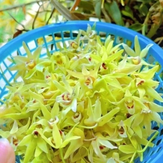 精品石斛花卉开花漂亮观赏佳品     铁皮石斛