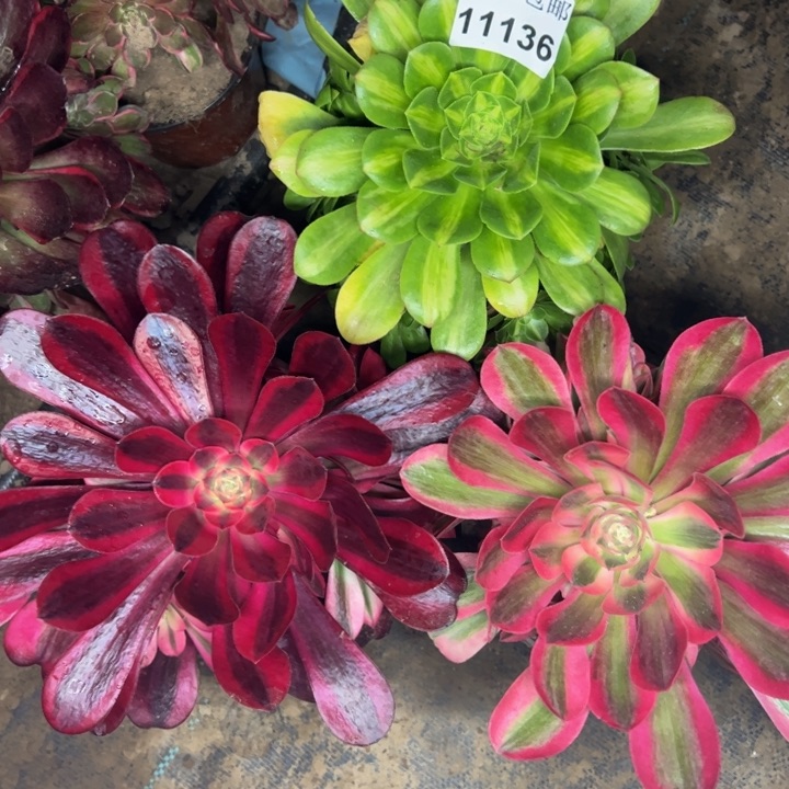 11136南三颗多肉植物