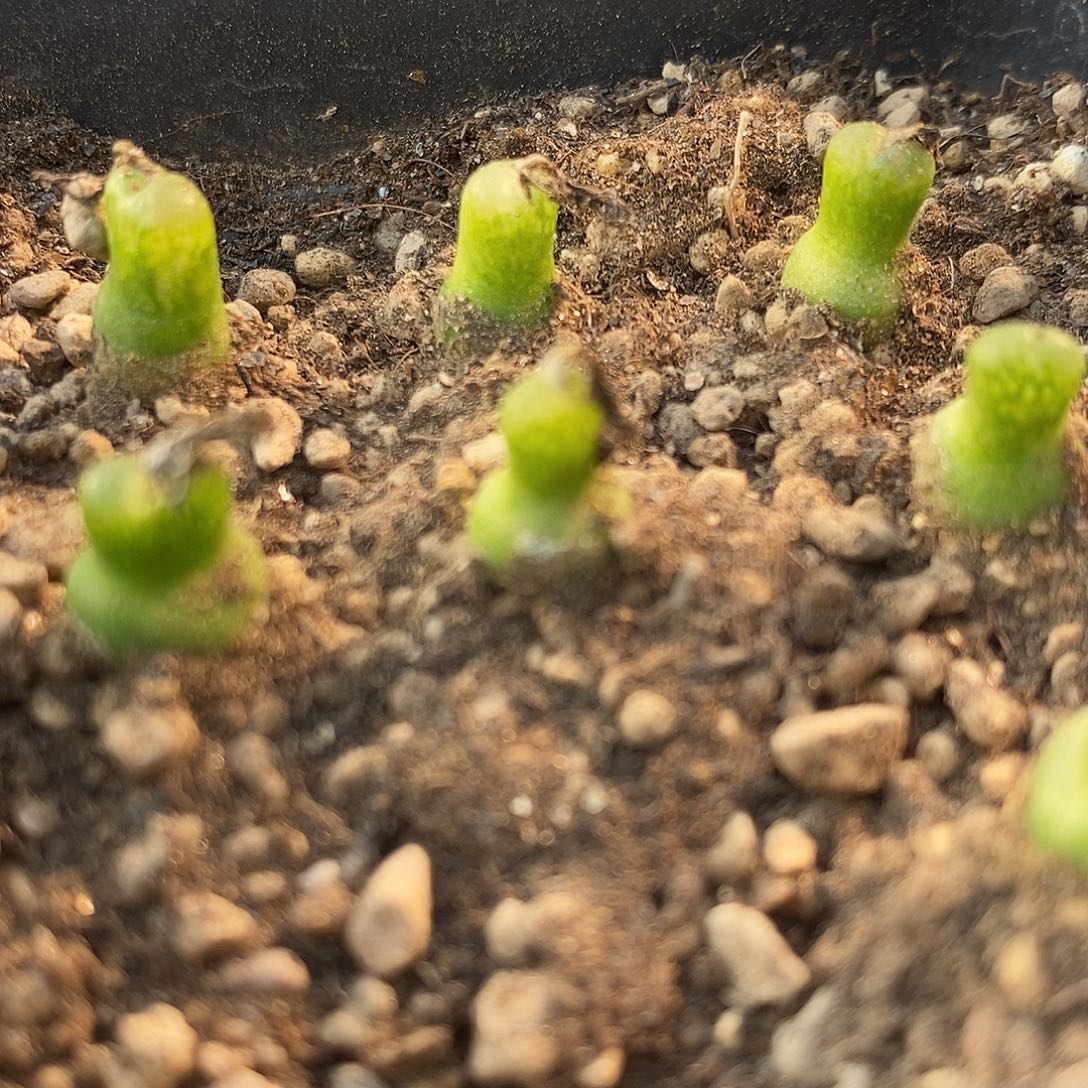 346小葫芦样品一颗。     