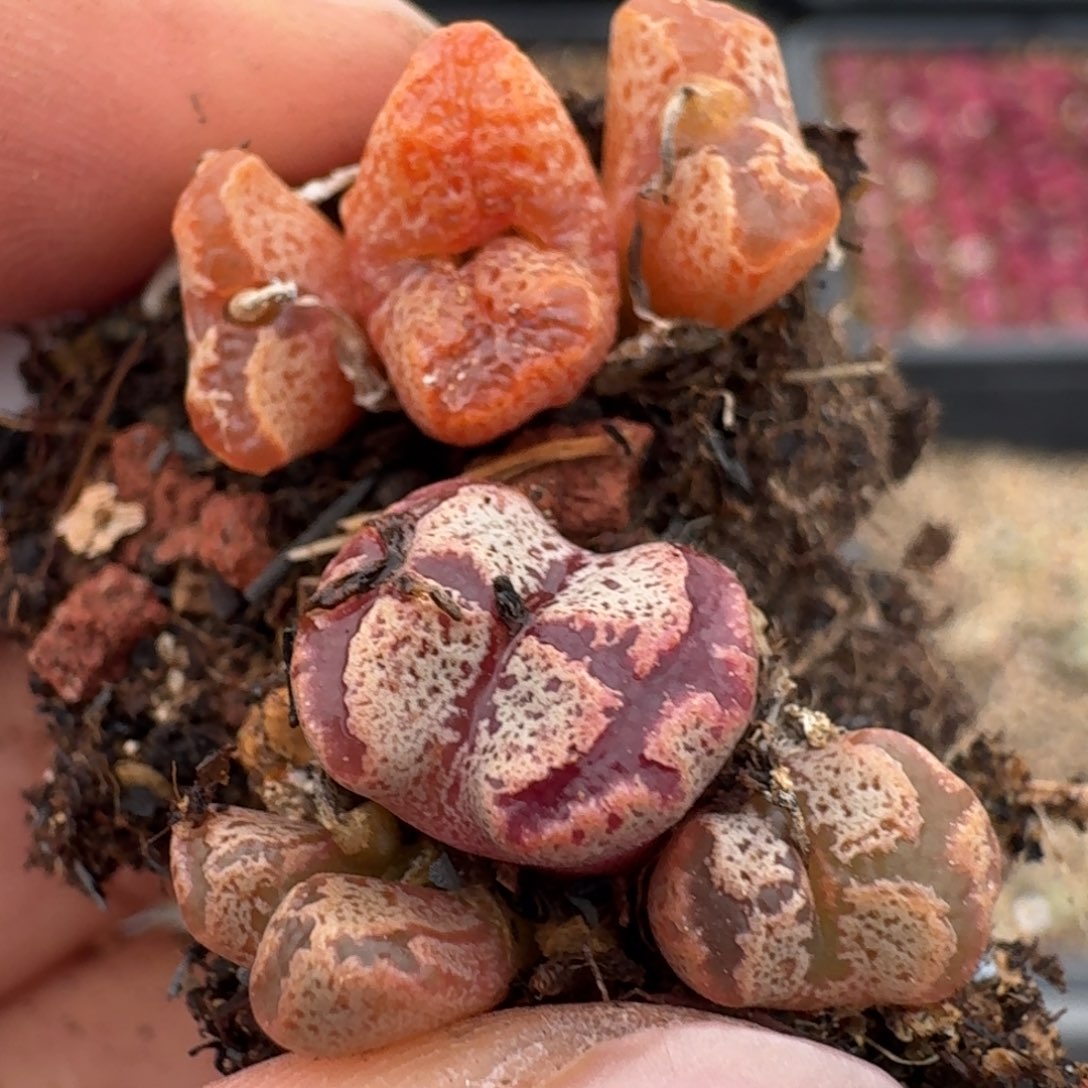 1360两颗80088800855