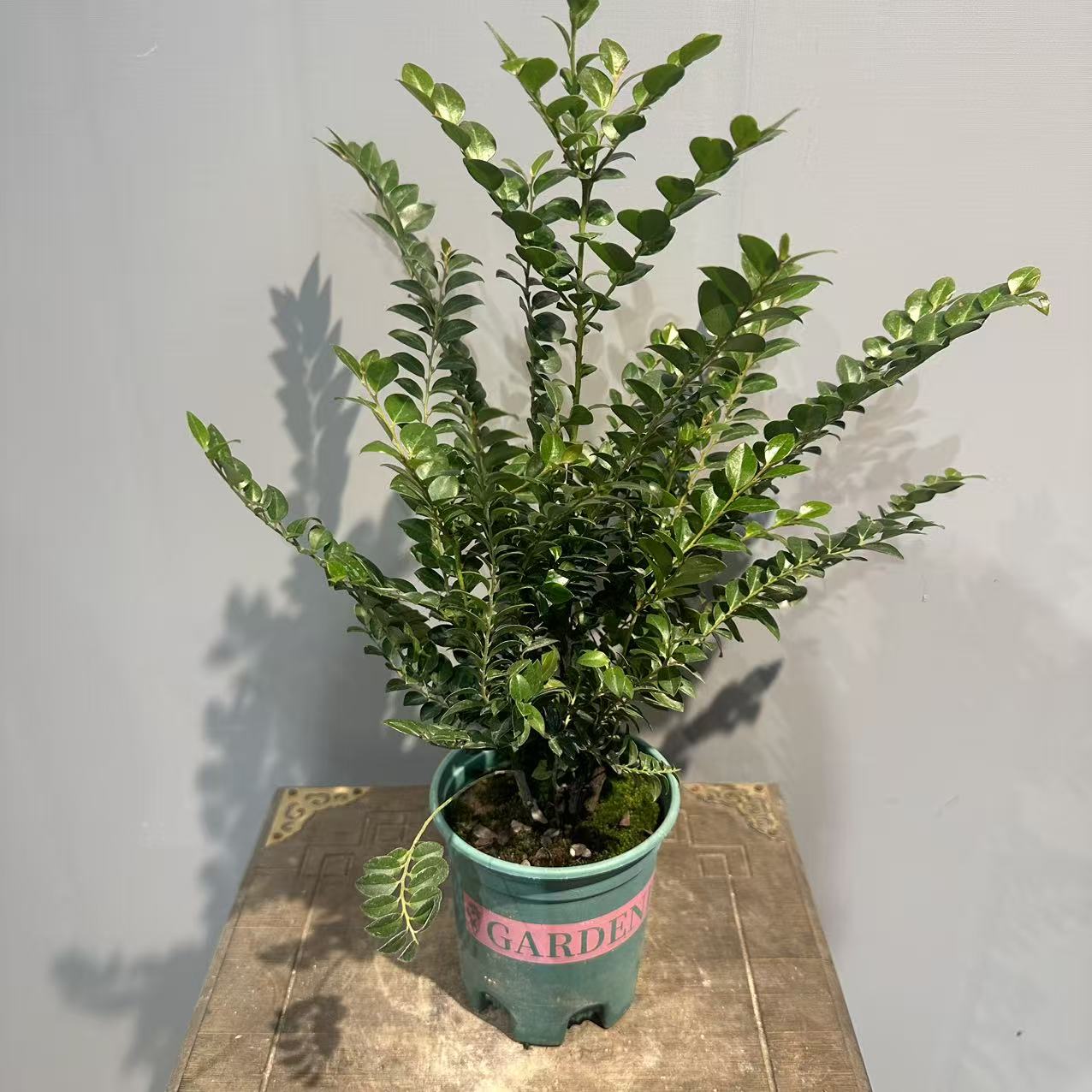 【红芽黑骨茶】紫檀好养绿植盆栽盆景