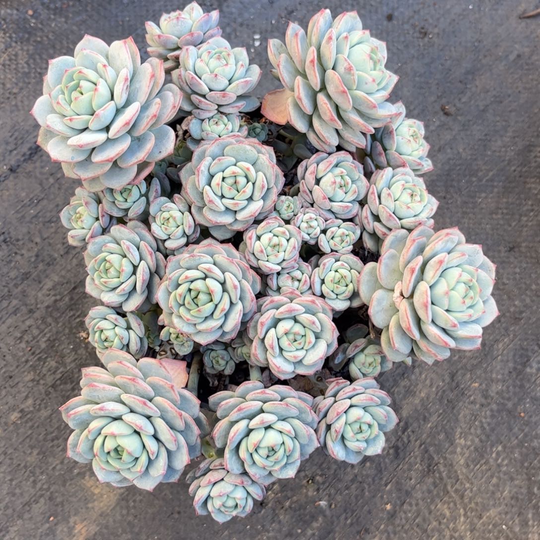 好姑娘多肉园艺，香草