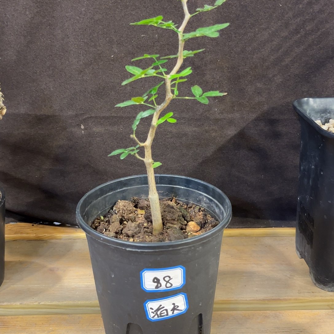 汤圆植物滔天橄榄哈