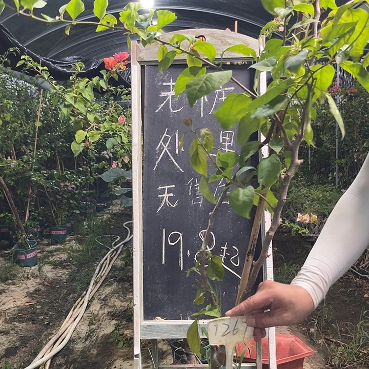 无花朵三角梅三角梅1267