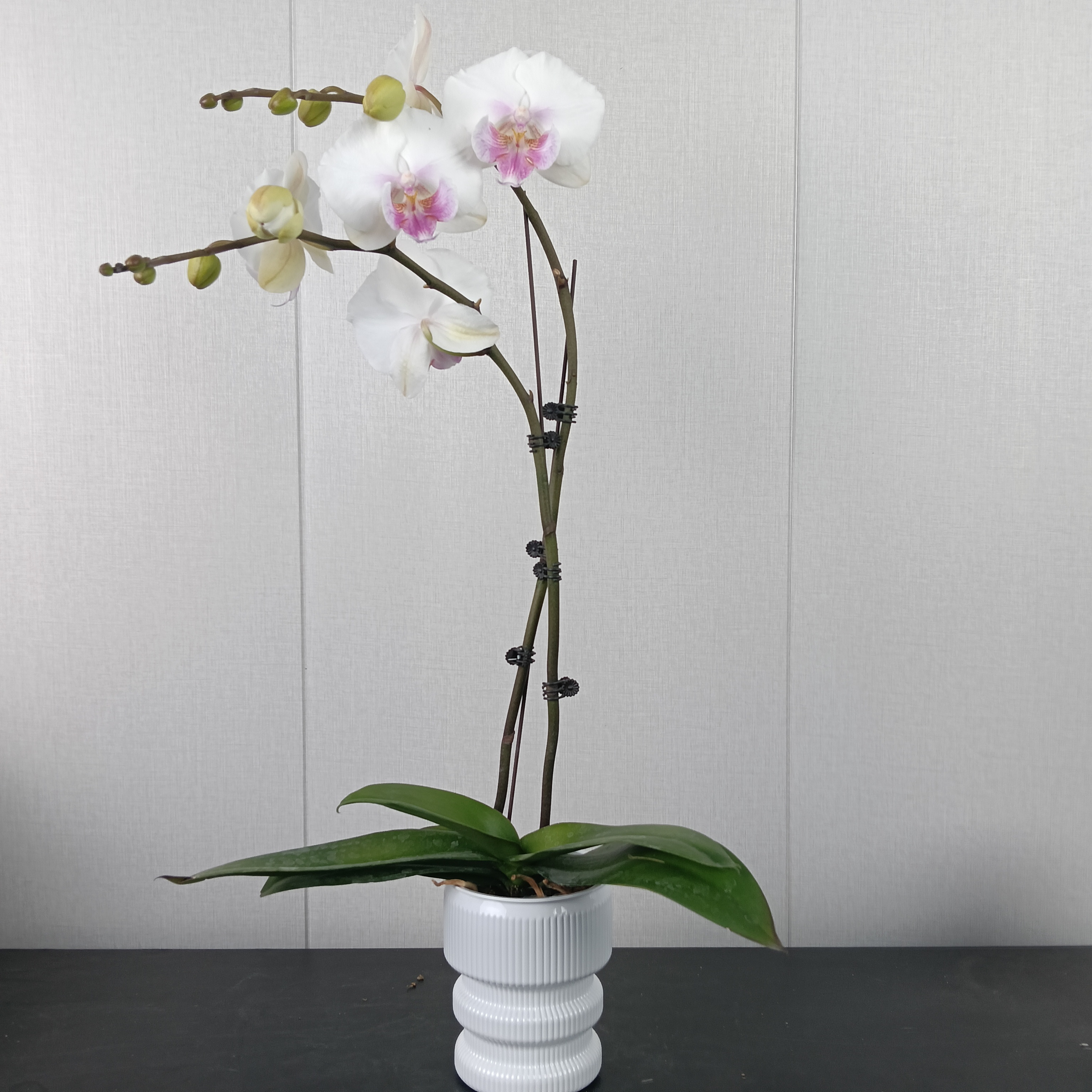 【花之漫】（琉璃）3.0寸杯双剑蝴蝶兰盆栽