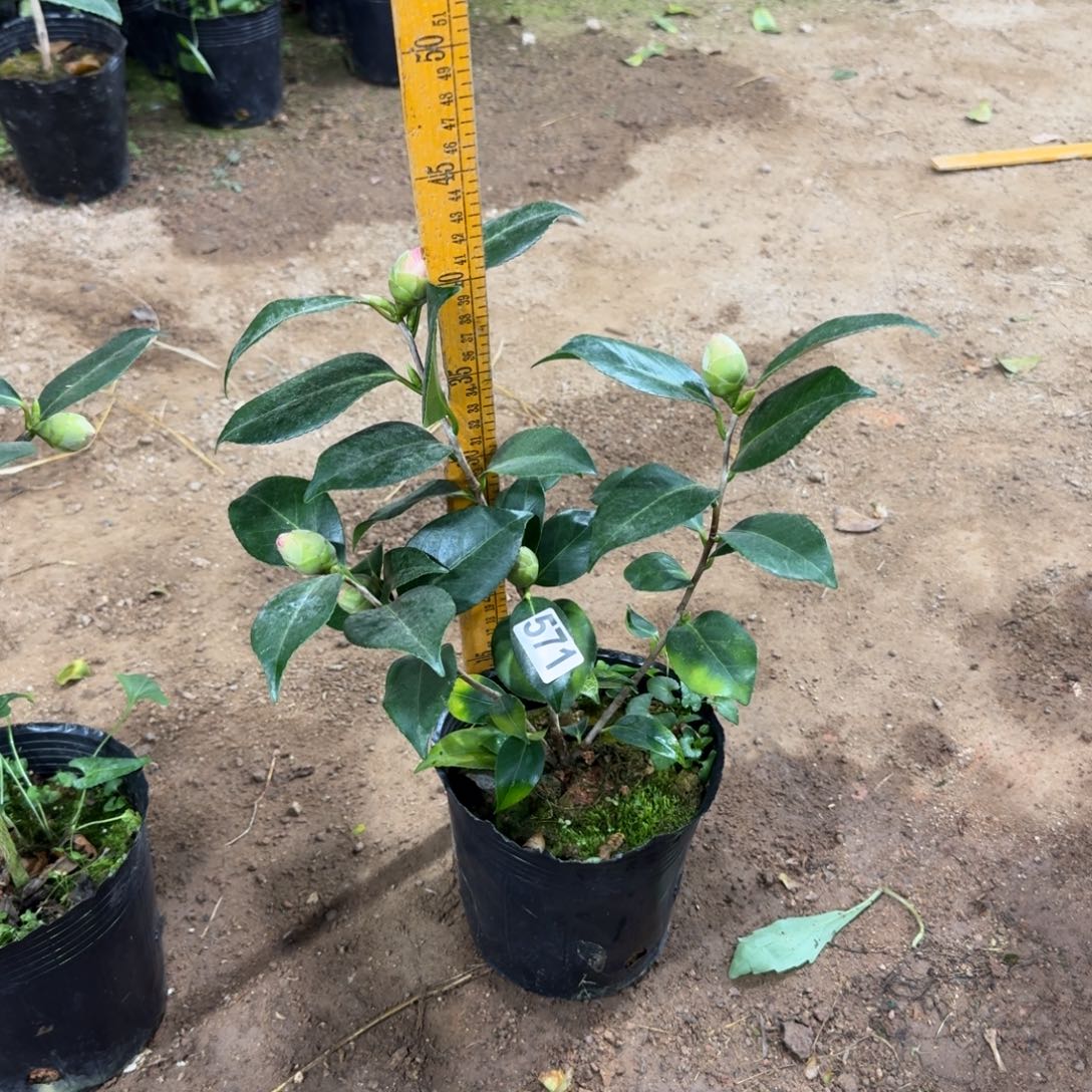 少量花朵（建议范围：2朵-5朵 或40%以下）571友之浦