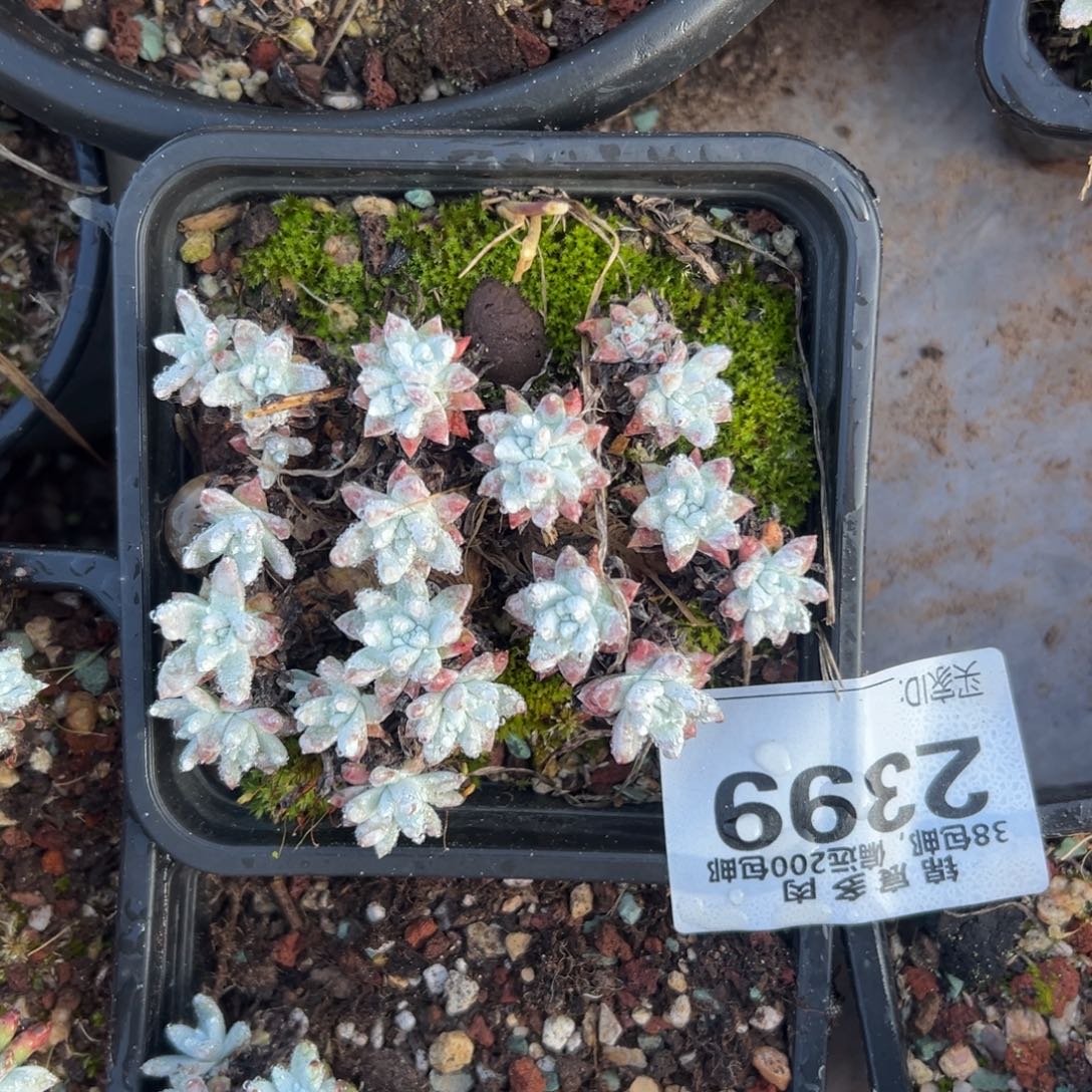 韩白菊～一物一拍2399