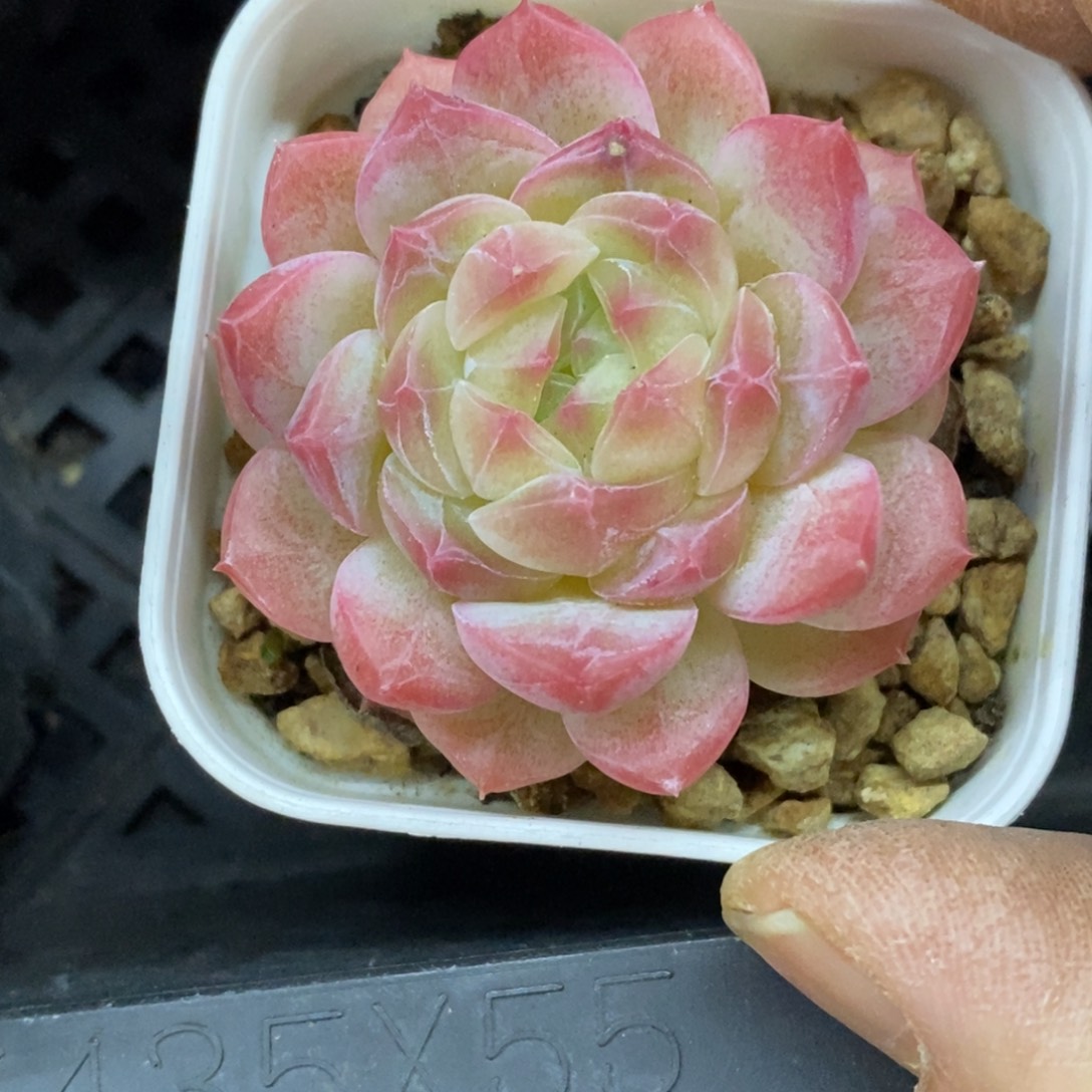 精品多肉一物一拍不包整204