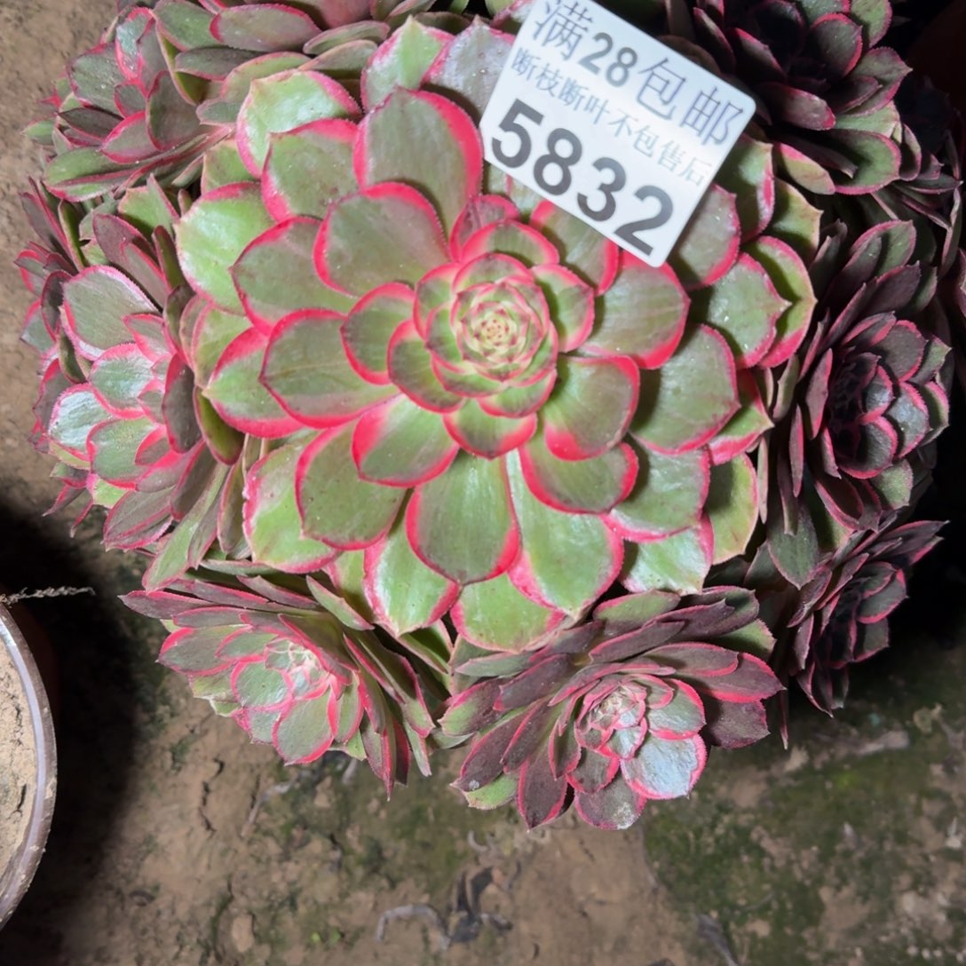 5832花妖多肉植物