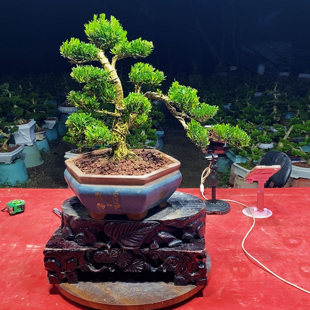 无花朵广东雀舌黄杨盆景