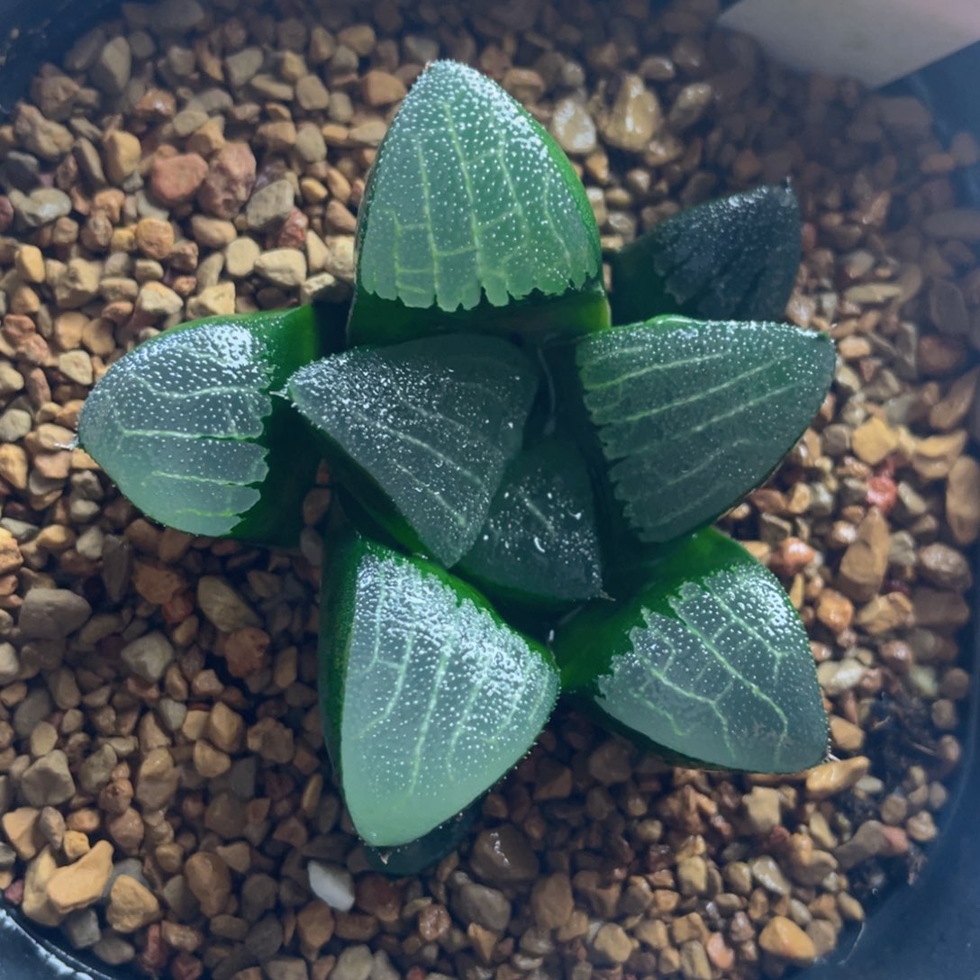 9.十二卷多肉实生克。      