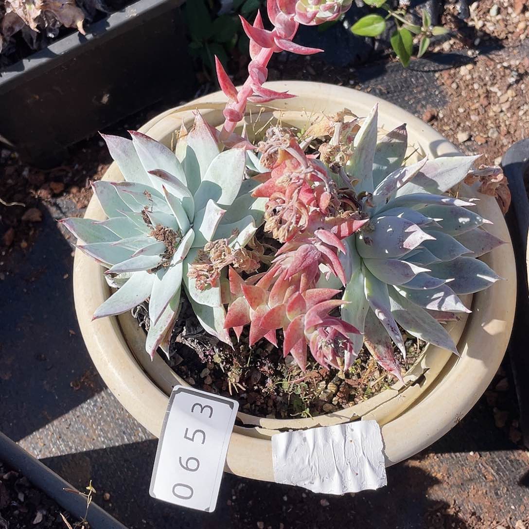 梦*仙女杯多头老桩0653