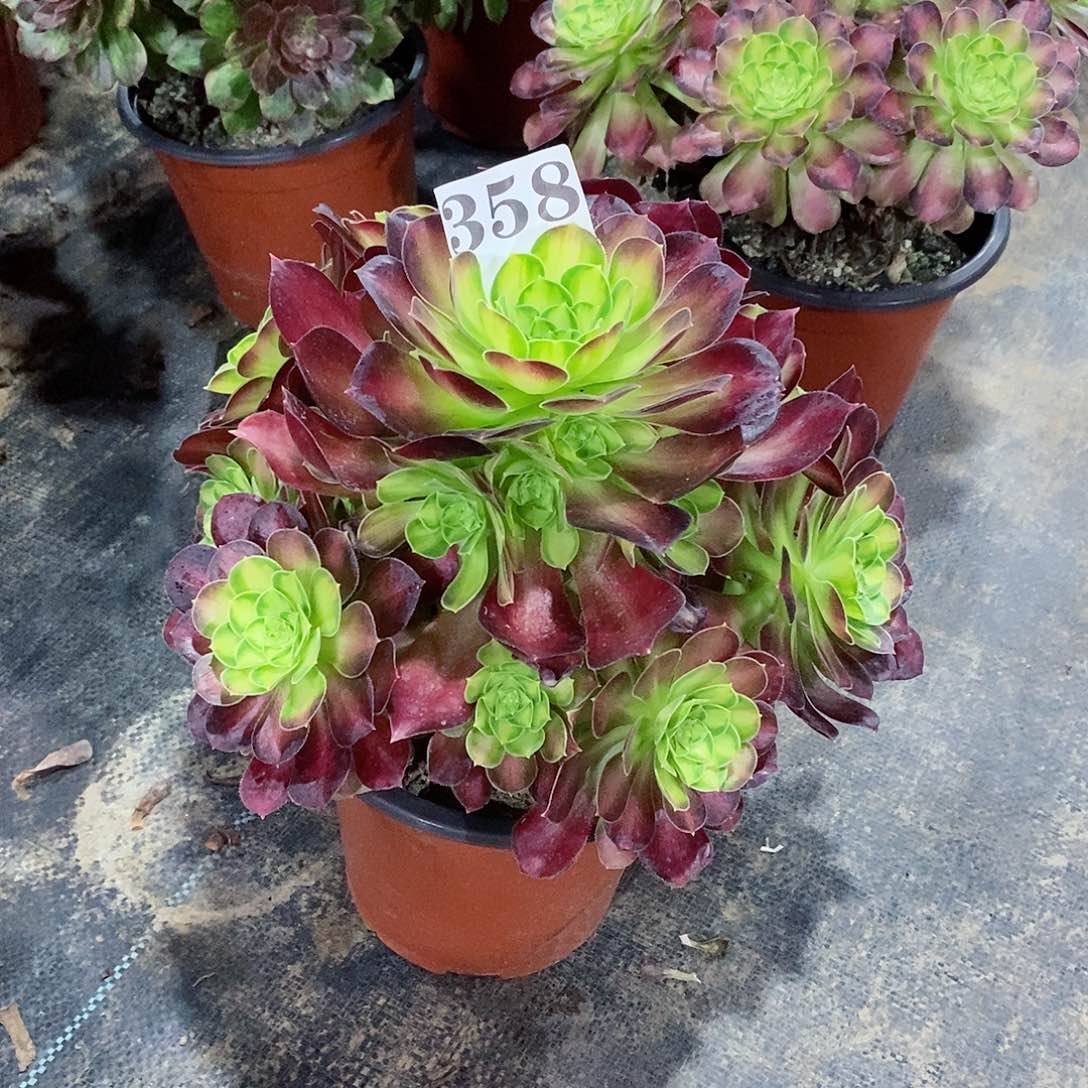 韶华358多肉法师植物